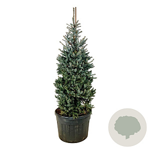 Picea pungens 'Erich Frahm' 175-200 cm cont. 180L solitair