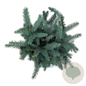 Picea pungens 'Karpaten' 40-50 cm 15L