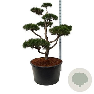 Pinus contorta 150-175 cm cont. 285L bonsai