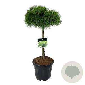 Pinus dens. 'Low Glow' 60 cm stam 15L