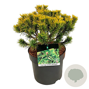 Pinus mugo 'Carsten's Wintergold' 25-30 cm 7,5L