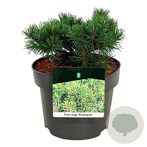 Pinus mugo 'Klosters Grun' 15-20 cm