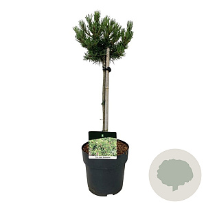 Pinus mugo 'Klosters Grun' 40 cm stam 5,0L