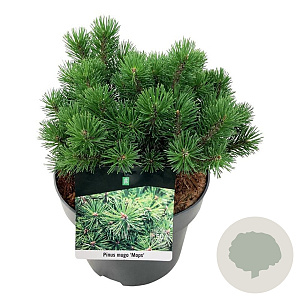 Pinus mugo 'Mops' 20-25 cm