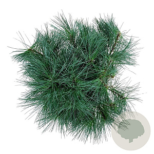 Pinus strobus 'Blue Shag' 30-40 cm 4,5L