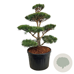 Pinus sylvestris 100-125 cm cont. 180L bonsai