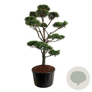 Pinus sylvestris 225-250 cm cont. 285L bonsai