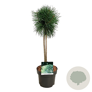Pinus sylv. Blue Pearl 40 cm stam 5,0L