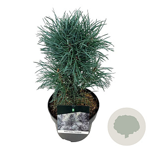 Pinus sylv. 'Fastigiata' 30-40 cm 4,5L