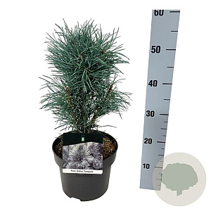 Pinus sylv. 'Fastigiata' 30-40 cm 4,5L