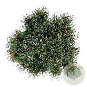 Pinus sylv. 'Watereri' 40-50 cm 15L