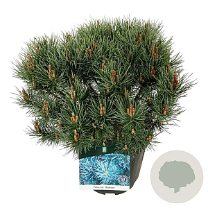 Pinus sylv. 'Watereri' 40-50 cm 15L