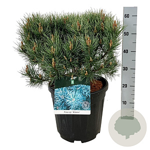 Pinus sylv. 'Watereri' 40-50 cm 15L