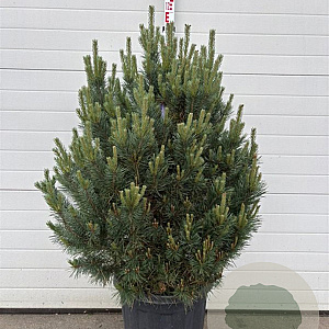 Pinus sylv. 'Watereri' 80-100 cm container
