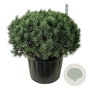 Pinus sylv. 'Watereri' 100-125 cm cont. 180L solitair