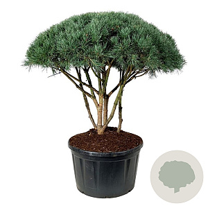 Pinus sylv. 'Watereri' 120-150 cm cont. 285L