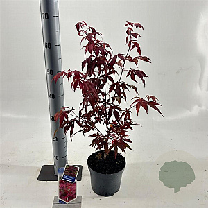 Acer pal. 'Atropurpureum' 30-40 cm 2,0L