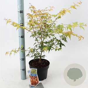 Acer pal. 'Katsura' 40-50 cm 3,0L