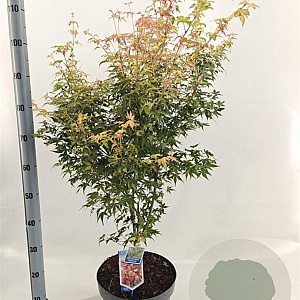 Acer pal. 'Katsura' 60-70 cm 10L