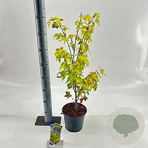 Acer pal. 'Summer Gold' 40-50 cm 3,0L