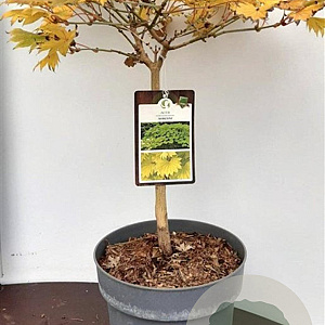 Acer shirasawanum 'Aureum' 30-40 cm 5,0L