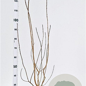 Aronia melanocarpa 100-125 cm 5,0L
