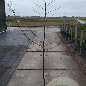 Carpinus betulus 175-200 cm 5,0L