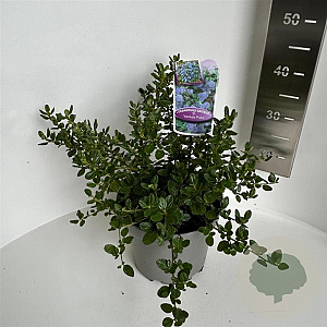 Ceanothus griseus 'Yankee Point' 30-40 cm 5,0L