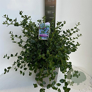 Ceanothus griseus 'Yankee Point' 40-50 cm 10L