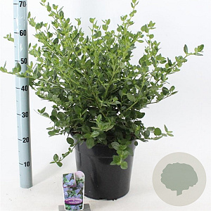 Ceanothus griseus 'Yankee Point' 40-50 cm 10L