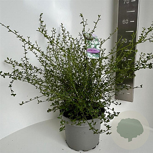 Ceanothus thyr. 'Millerton Point' 40-50 cm 5,0L