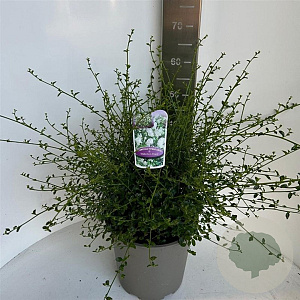 Ceanothus thyr. 'Millerton Point' 40-50 cm 10L