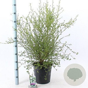 Ceanothus thyr. 'Millerton Point' 40-50 cm 10L