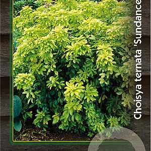 Choisya t. Sundance 30-40 cm 5,0L