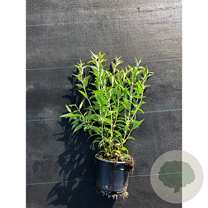 Deutzia gracilis 30-40 cm C1.5