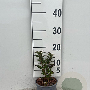 Deutzia gracilis plantgoed C1.3