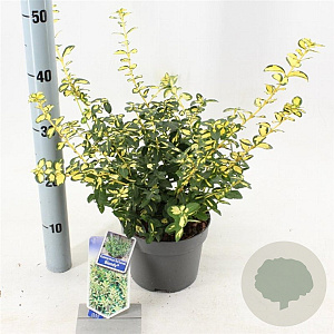 Euonymus fort. Blondy 20-25 cm 2,0L