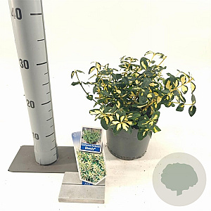 Euonymus fort. Blondy 20-25 cm 2,0L