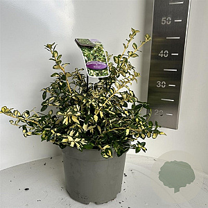 Euonymus fort. Blondy 30-35 cm 5,0L
