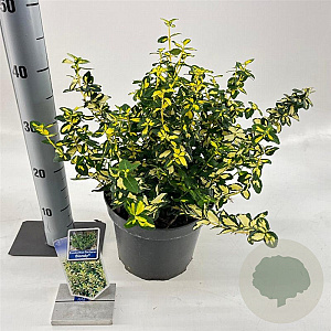 Euonymus fort. Blondy 30-40 cm 5,0L