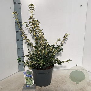 Euonymus fort. Blondy 30-40 cm 5,0L