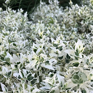 Euonymus fort. Dans Delight 20-25 cm 2,0L