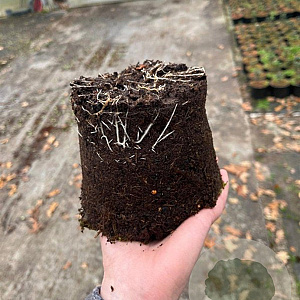 Euonymus fort. 'Emerald Gaiety' plantgoed C1.3