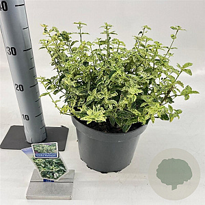 Euonymus fort. Golden Harlequin 40-50 cm 5,0L