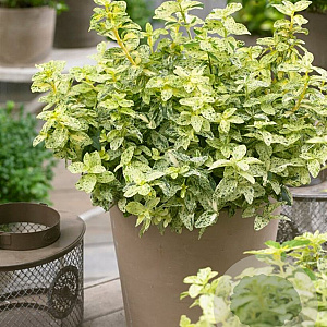 Euonymus fort. Golden Harlequin 40-50 cm 10L