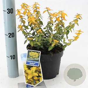 Euonymus fort. Goldy 20-25 cm 2,0L
