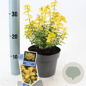 Euonymus fort. Goldy 20-25 cm 2,0L