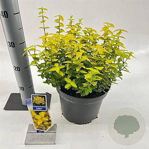 Euonymus fort. Goldy 40-50 cm 5,0L