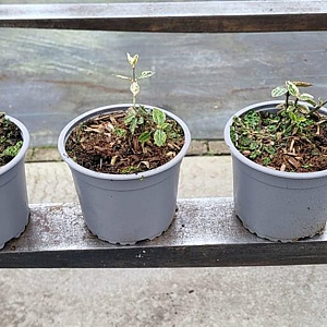 Euonymus fort. 'Harlequin' plantgoed C1.3