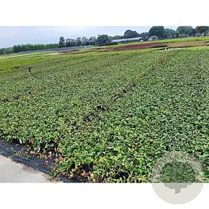 Euonymus fort. 'Hort's Blaze' GM P9